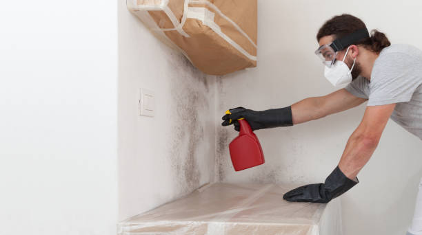 Professional Basement Mold Removal technician working in Rockwood, TN