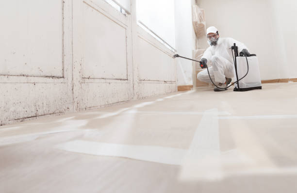 24/7 Emergency Basement Mold Removal experts in Rockwood, TN