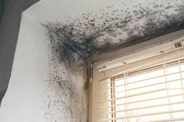 Affordable Basement Mold Removal solutions in Rockwood, TN